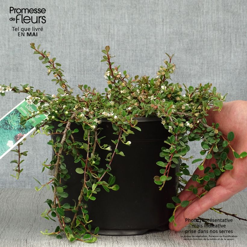 Example of Cotoneaster procumbens Streibs Findling - Cotonéaster rampant Pot de 1,5L/2L as you get in printemps