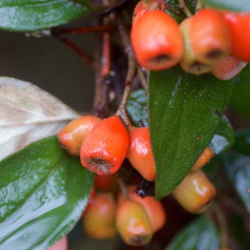 Cotoneaster simonsii - Cotonéaster de Simons (Harvest)