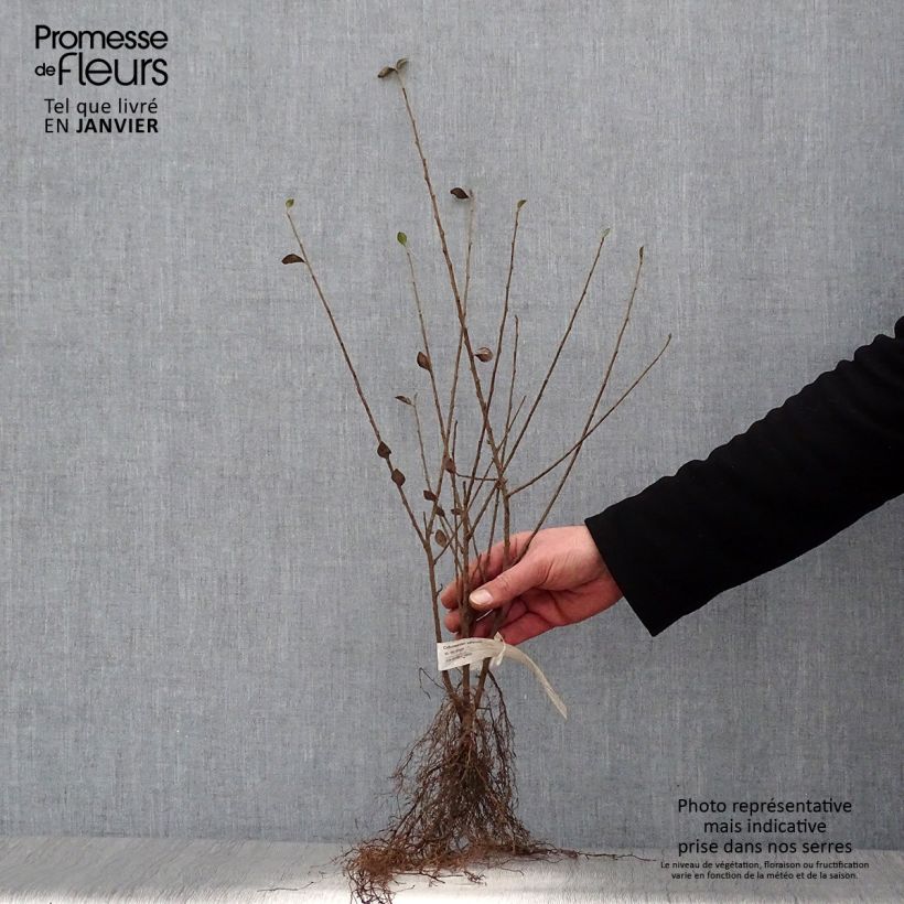 Example of Cotoneaster simonsii - Cotonéaster de Simons Racines nues as you get in hiver