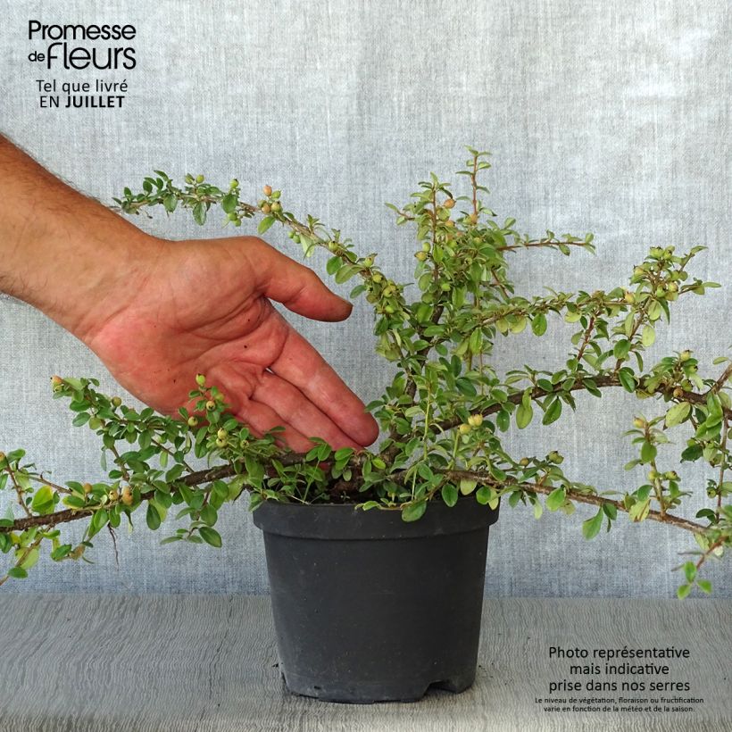 Spécimen de Cotoneaster suecicus Coral Beauty Pot de 1L/1,5L tel que livré en été
