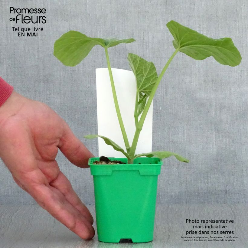 Spécimen de Courge Butternut Sibelle F1 en plants Pot de 10 cm/11cm tel que livré au printemps