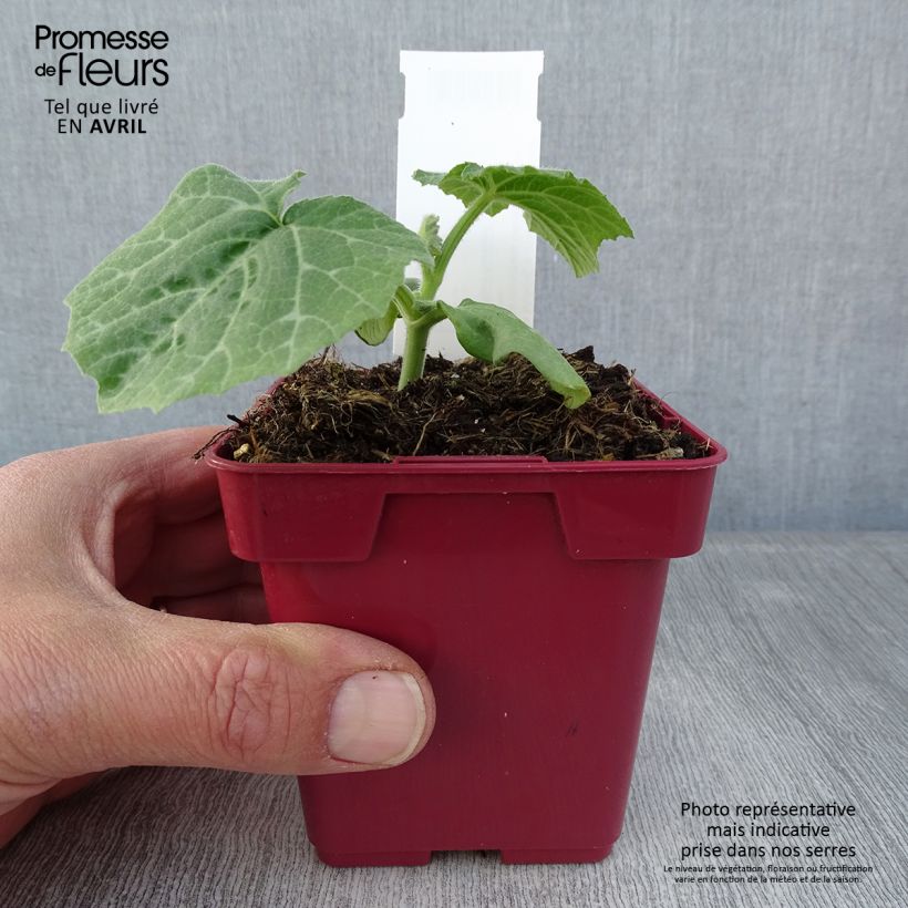 Spécimen de Courge Musquée d'hiver de Provence - Cucurbita moschata Pot de 10 cm/11cm tel que livré au printemps
