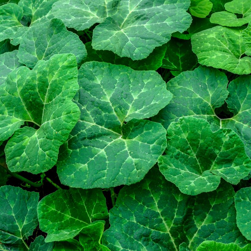 Courge de Siam Bio - Ferme de Sainte Marthe (Feuillage)