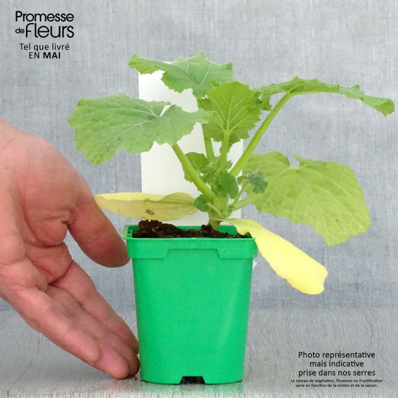Spécimen de Courge spaghetti végétal en plants Pot de 10 cm/11cm tel que livré au printemps