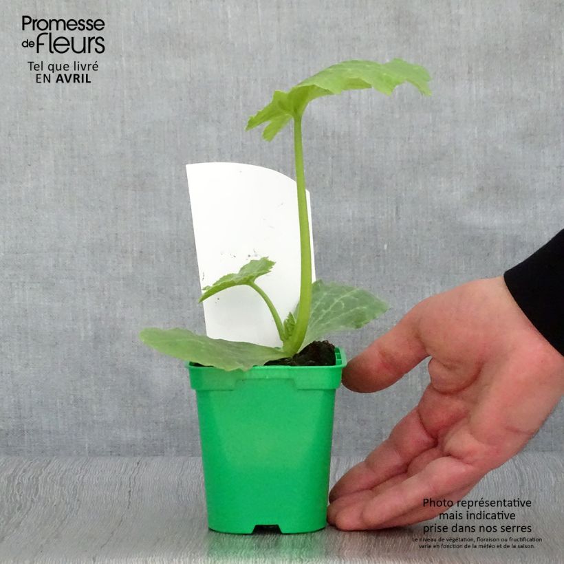 Spécimen de Courgette Astia F1 en pots de 10 cm Pot de 10 cm/11cm tel que livré au printemps