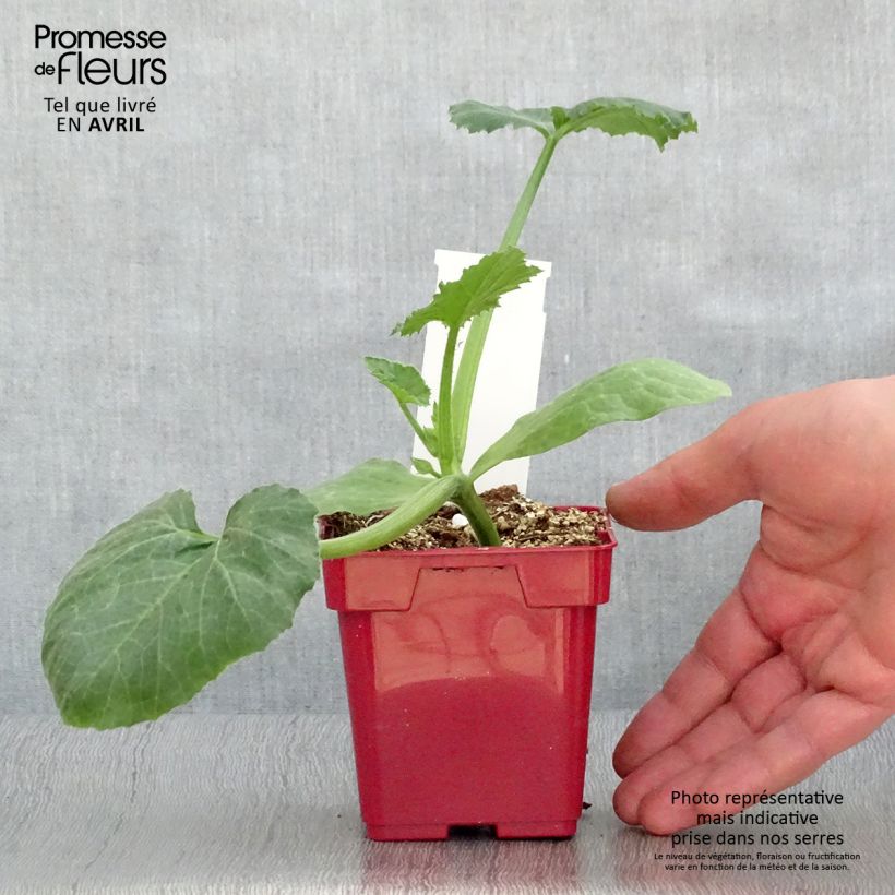 Spécimen de Courgette Diamant F1 en plants Pot de 10 cm/11cm tel que livré au printemps