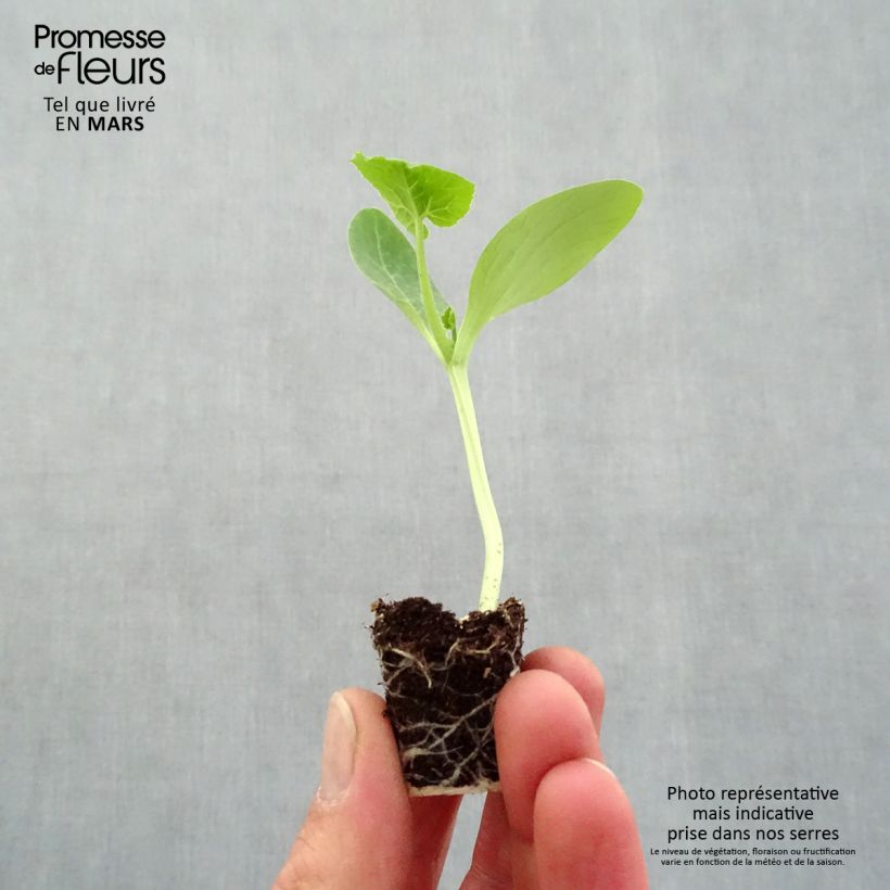 Spécimen de Courgette Easy Pick Gold F1 en plants Mini-motte Ø 3/4 cm tel que livré au printemps