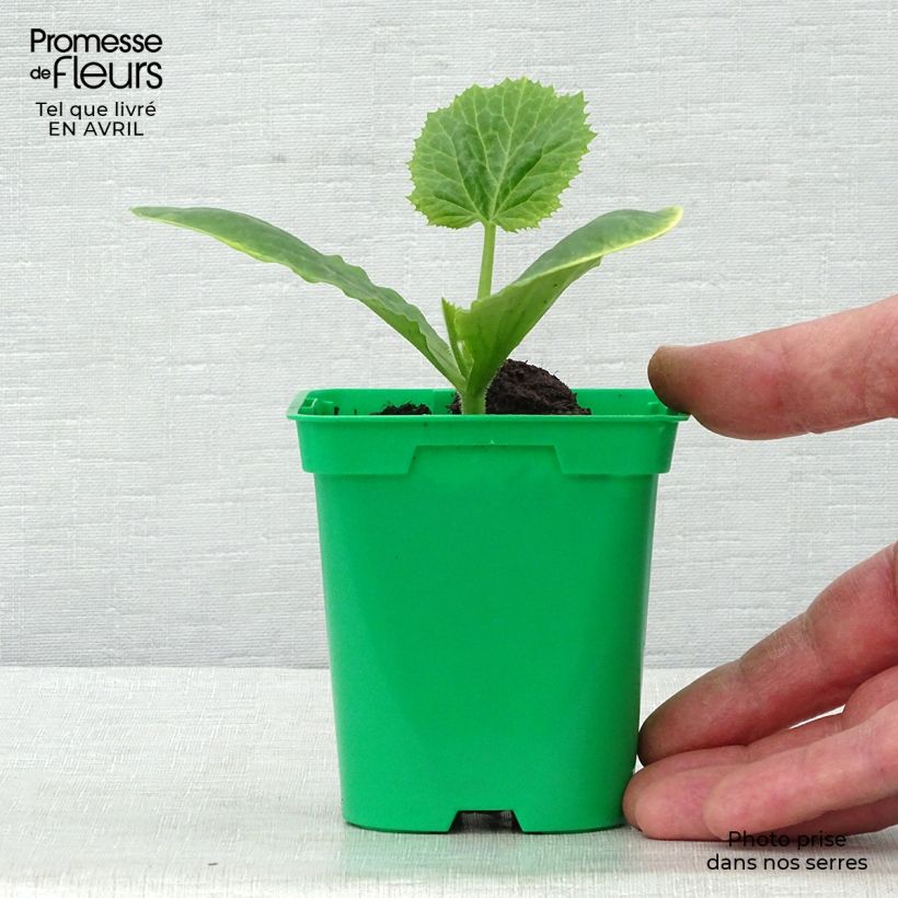 Spécimen de Courgette Floridor F1 en plants Pot de 10 cm/11cm tel que livré au printemps