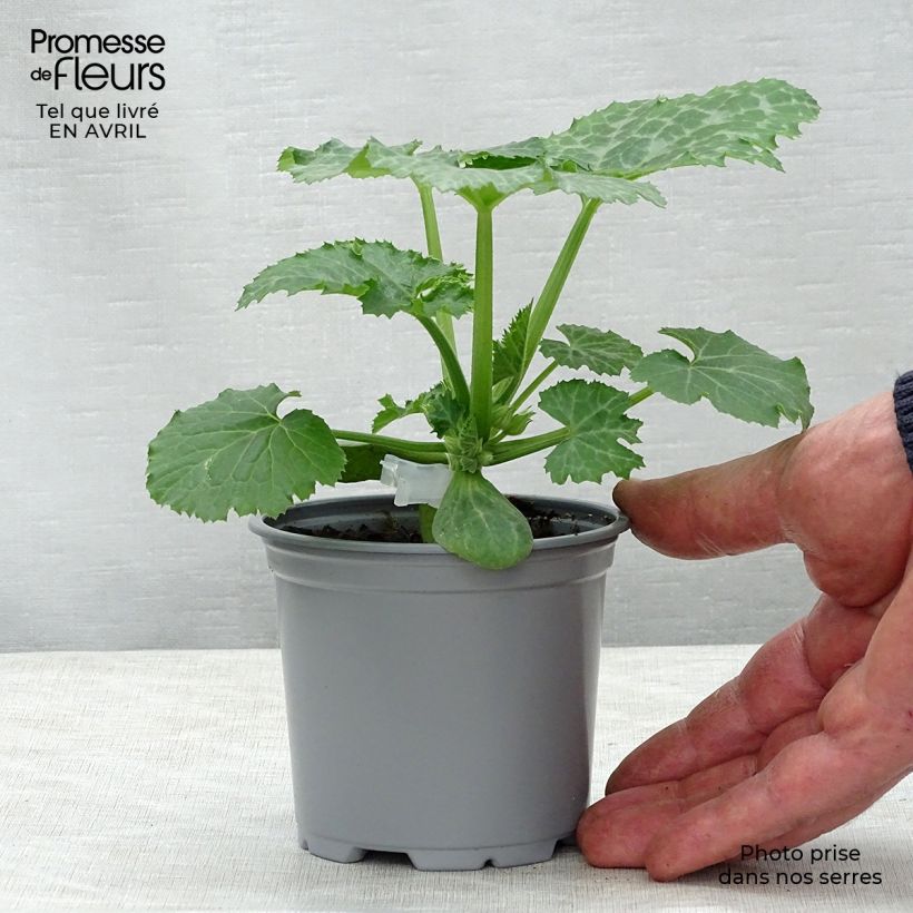 Example of Courgette Kimber F1 en plants GREFFES  Godet de 8/9 cm as you get in printemps