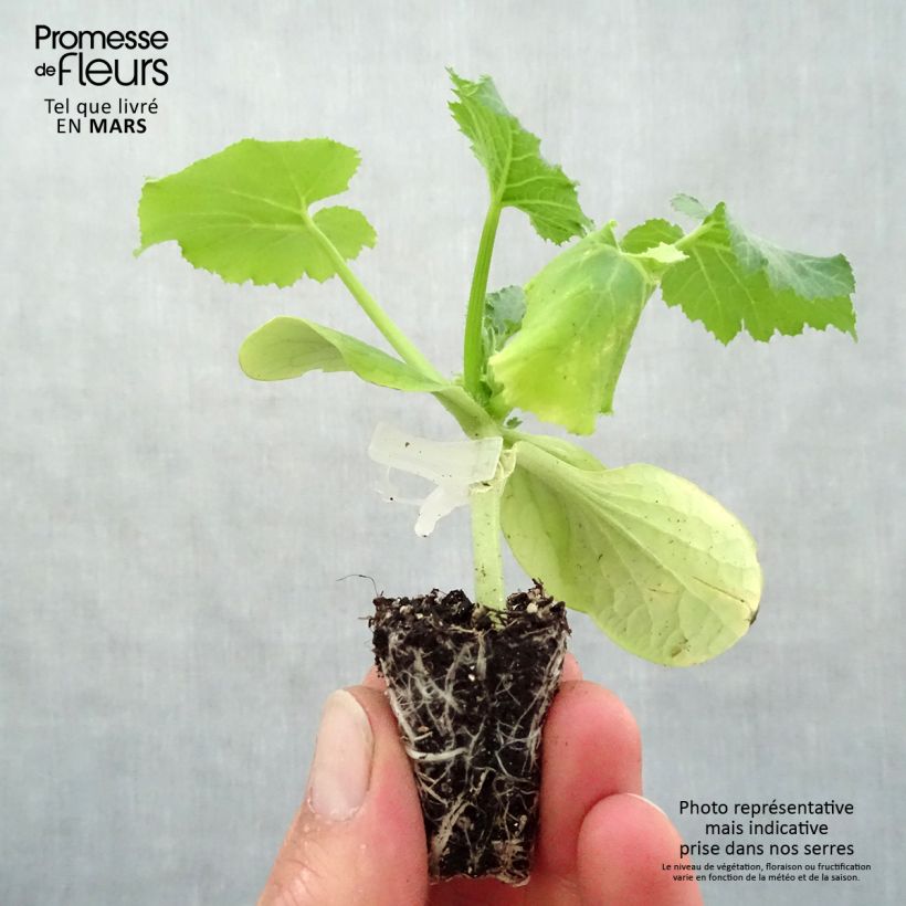 Example of Courgette Kimber F1 en plants GREFFES  Mini-motte Ø 3/4 cm, Plant greffé de 5 à 10 cm de haut as you get in printemps