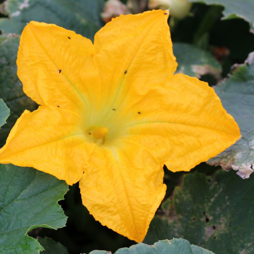 Courgette Lingodor F1 jaune (Floraison)