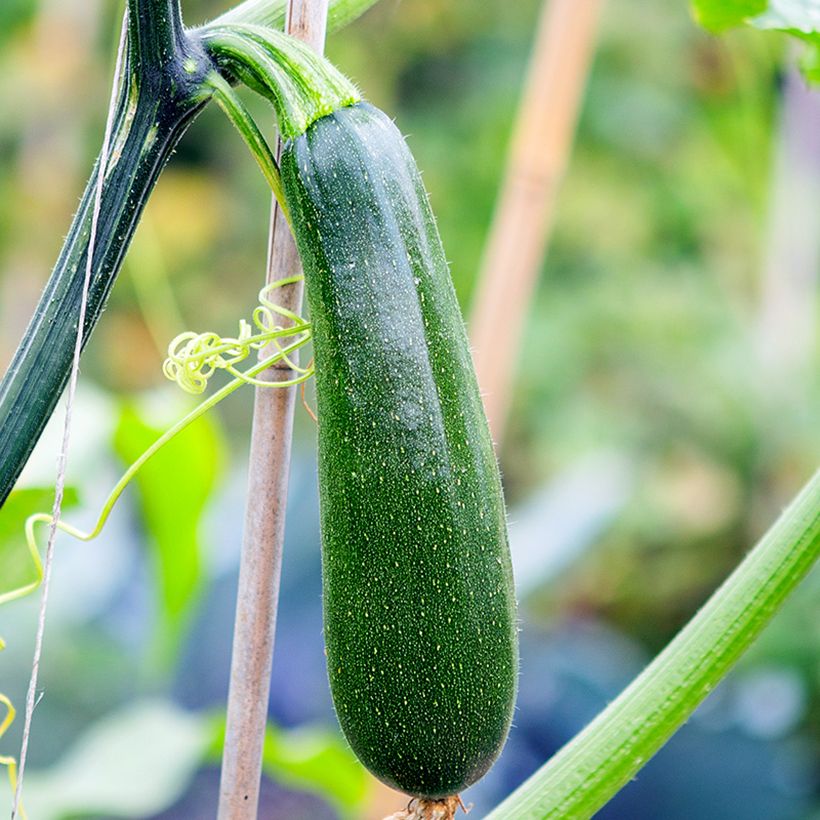 Courgette Ola Escaladora F1 BIO grimpante (Récolte)