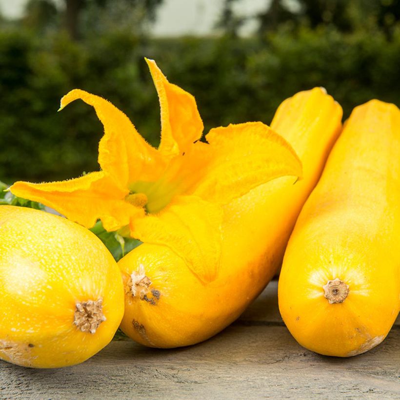 Courgette Ola Gabriella F1 BIO (Floraison)