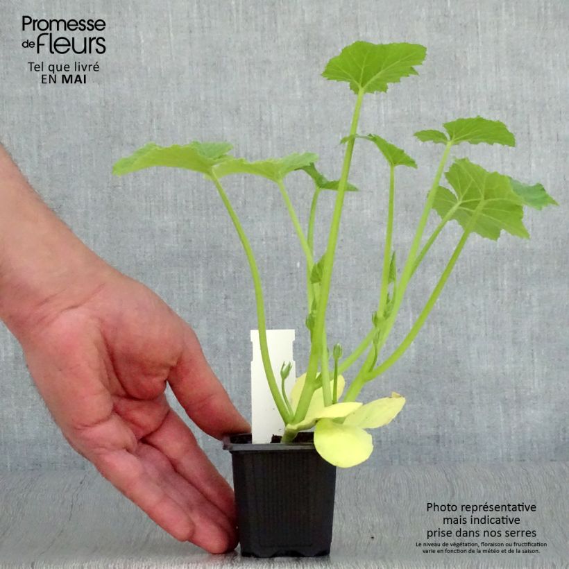 Spécimen de Courgette Tarmino F1 en plants Godet de 7/8 cm tel que livré au printemps