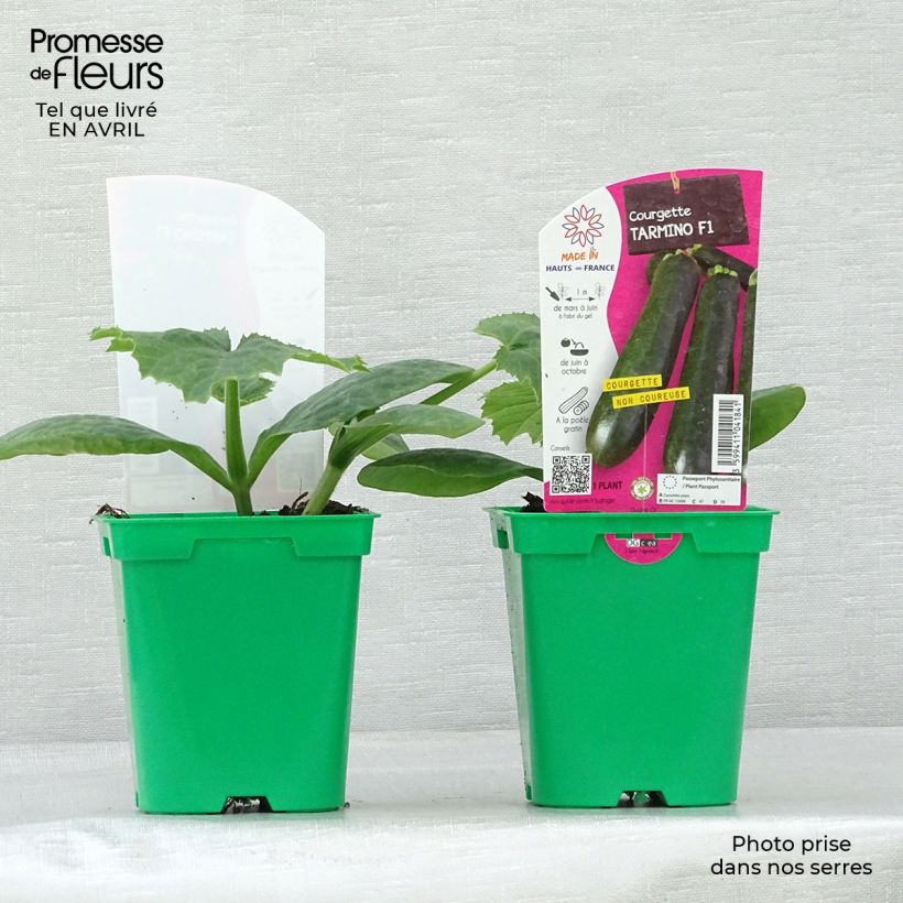 Spécimen de Courgette Tarmino F1 en plants Pot de 10 cm/11cm tel que livré au printemps