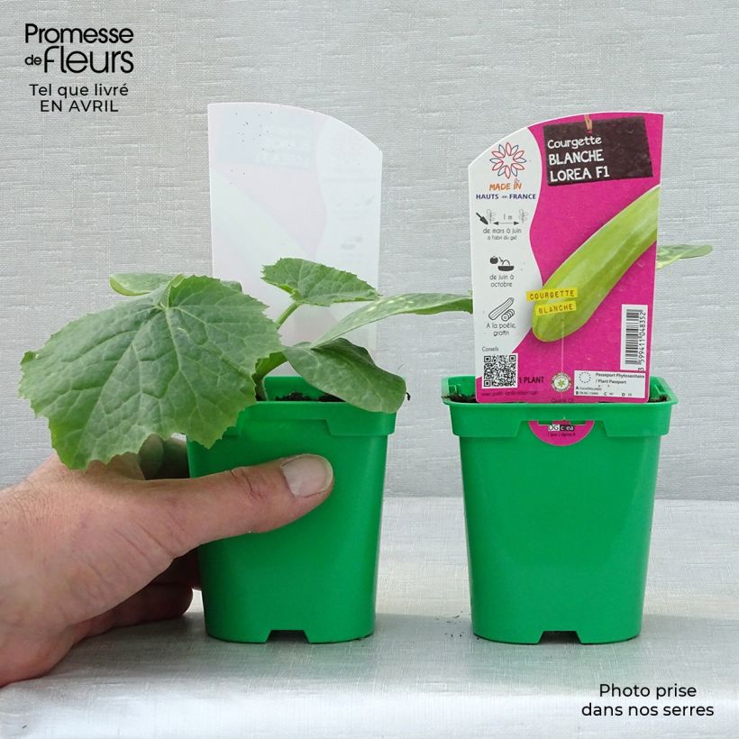 Spécimen de Courgette blanche Lorea F1 en plants Pot de 10 cm/11cm tel que livré au printemps
