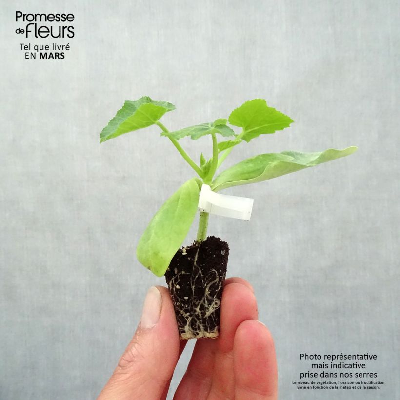 Spécimen de Courgette jaune Sebring F1 en plants GREFFES  Mini-motte Ø 3/4 cm, Jeune plant greffé de 5 à 10 cm de haut tel que livré au printemps