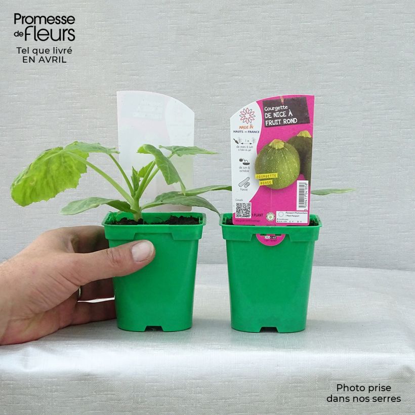 Spécimen de Courgette ronde de Nice F1 en plants  - Cucurbita pepo Pot de 10 cm/11cm tel que livré au printemps