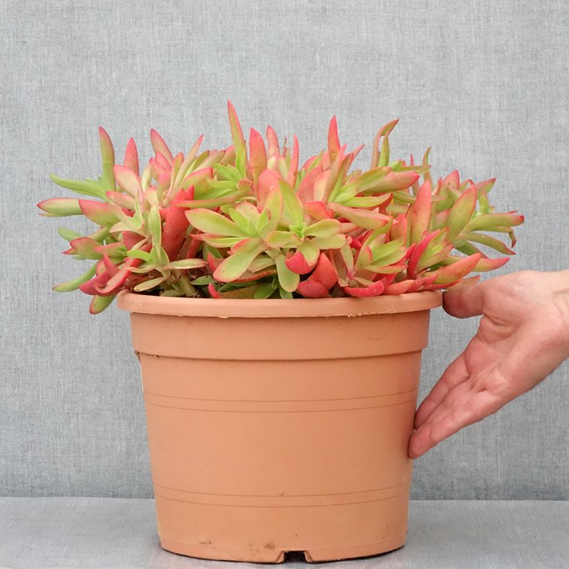 Spécimen de Crassula capitella Pot de 7,5L/10L, 25/30 diamètre tel que livré au printemps