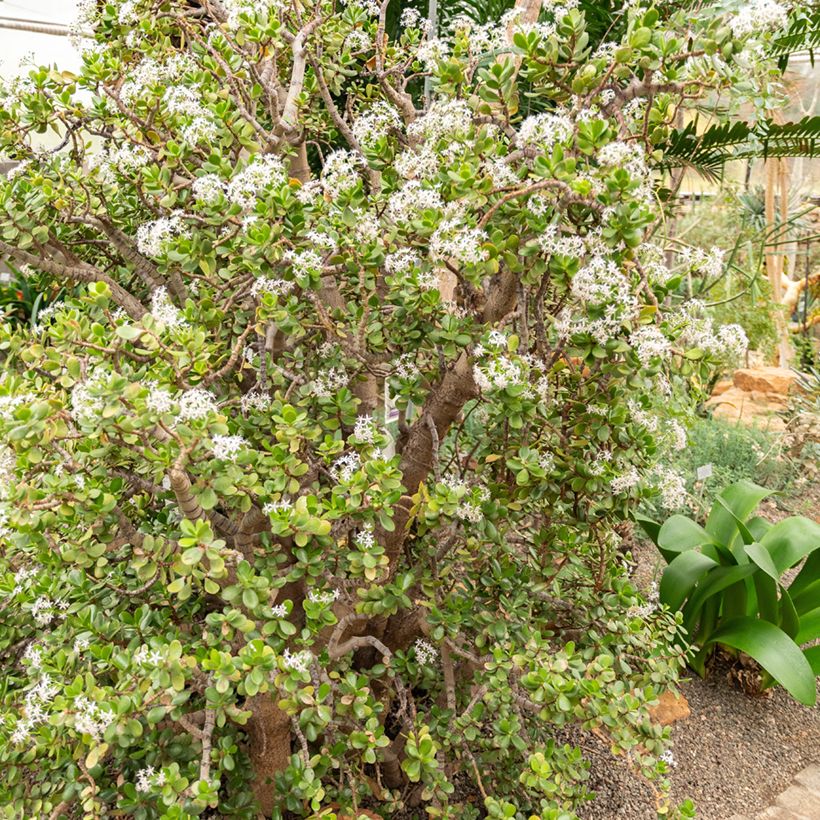 Crassula ovata - Arbre de Jade (Port)