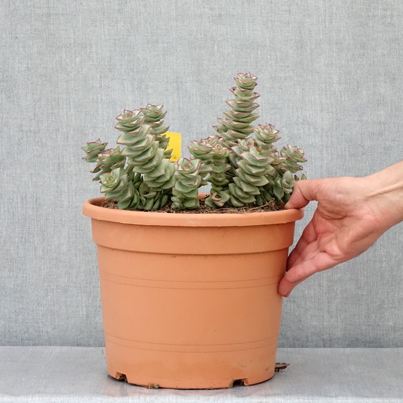 Spécimen de Crassula perforata Pot de 7,5L/10L, 20/25 diamètre tel que livré au printemps