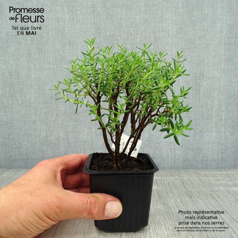 Spécimen de Crassula sarcocaulis Godet de 8/9 cm tel que livré au printemps