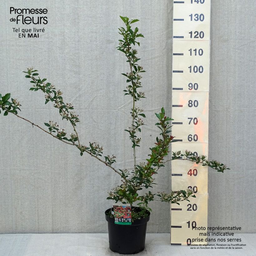 Example of Crataegus grignonensis - Aubépine de Grignon Pot de 7,5L/10L as you get in printemps