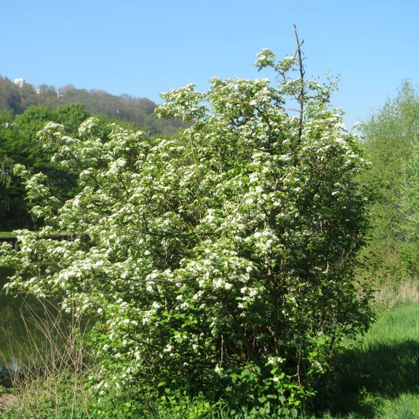 Crataegus laevigata - Aubépine lisse ou à deux styles (Plant habit)