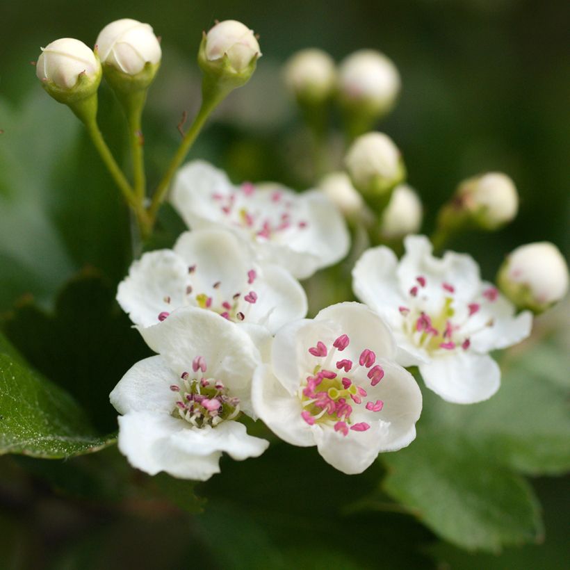 Crataegus laevigata - Aubépine lisse ou à deux styles (Flowering)