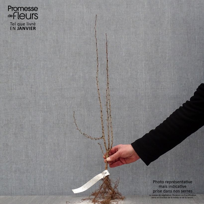 Example of Crataegus laevigata - Aubépine lisse ou à deux styles Racines nues as you get in hiver