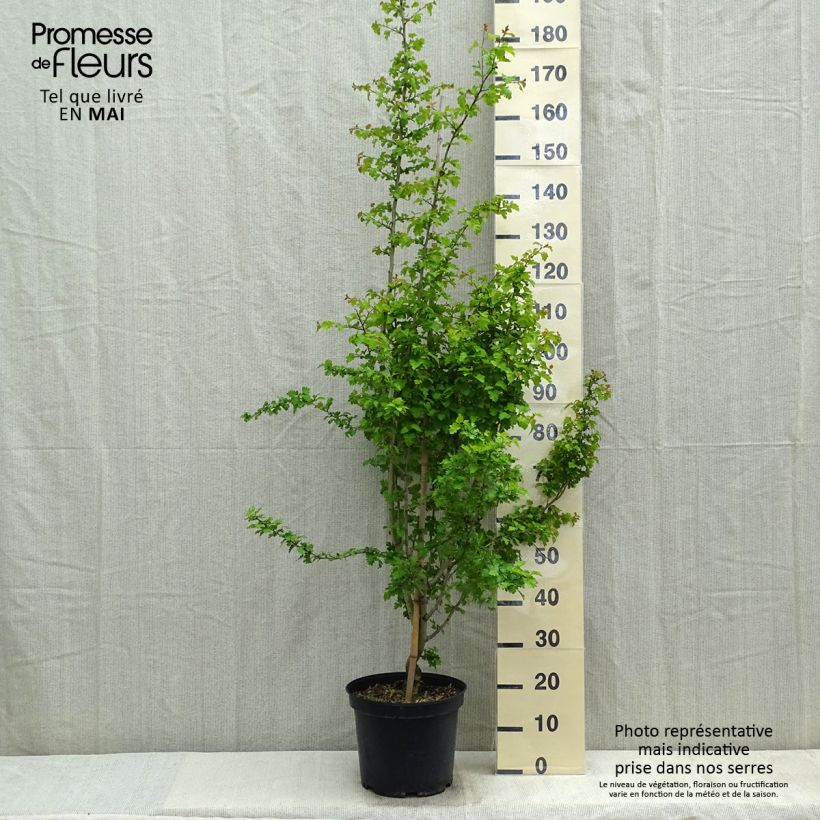 Spécimen de Crataegus laevigata Rosea Flore Pleno - Aubépine Pot de 7,5L/10L tel que livré au printemps