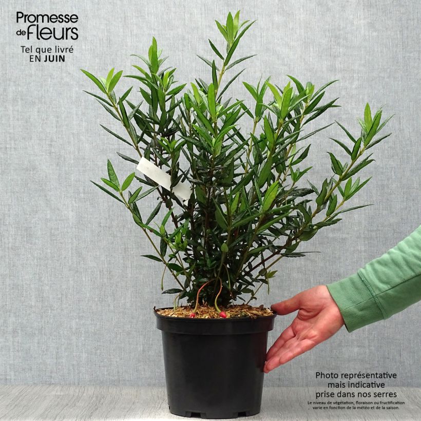 Spécimen de Crinodendron hookerianum - Arbre aux lanternes Pot de 4L/5L tel que livré en été