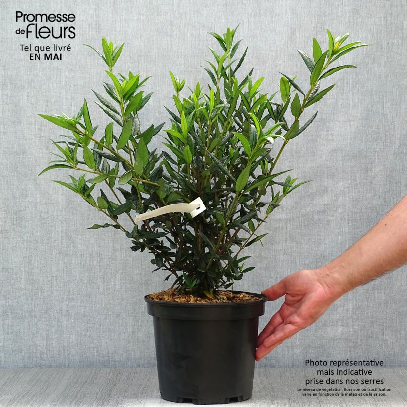 Spécimen de Crinodendron hookerianum - Arbre aux lanternes Pot de 4L/5L tel que livré au printemps