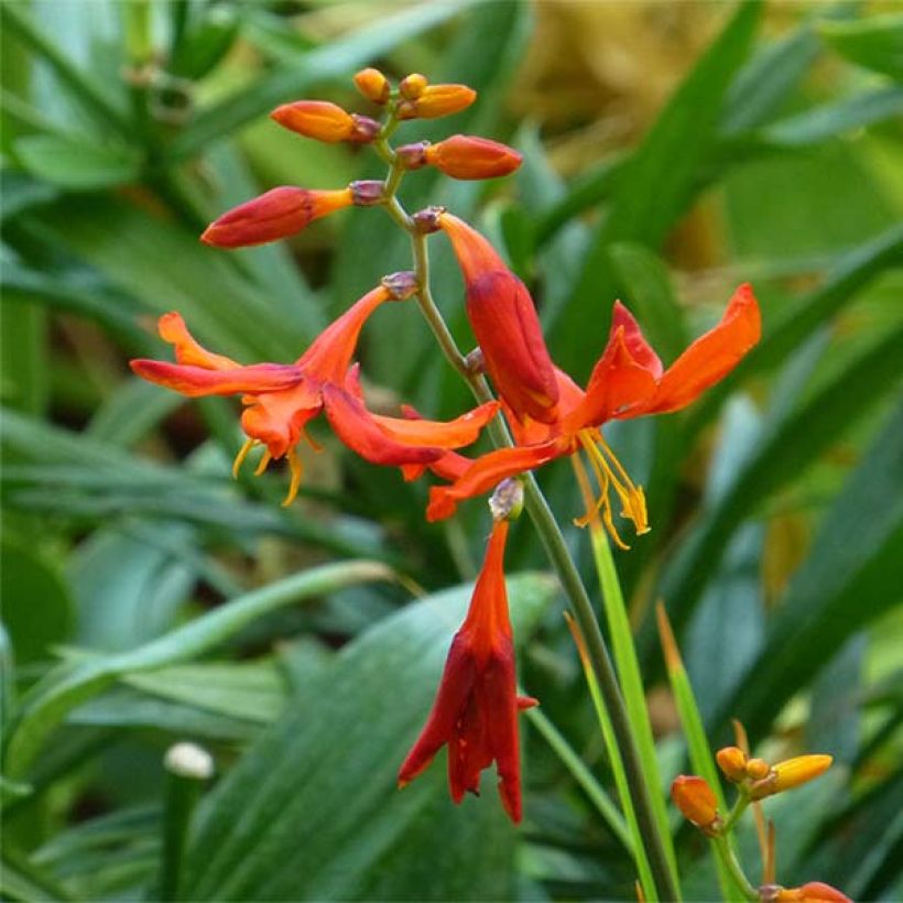 Crocosmia Babylon - Montbretia orange  (Flowering)