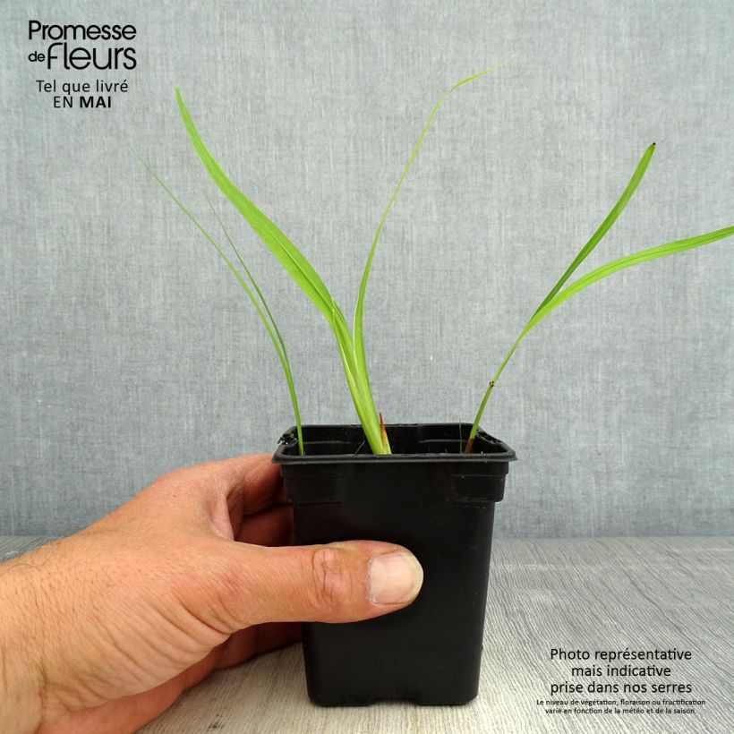 Example of Crocosmia George Davison - Montbretia jaune orangé Godet de 7/8 cm as you get in printemps