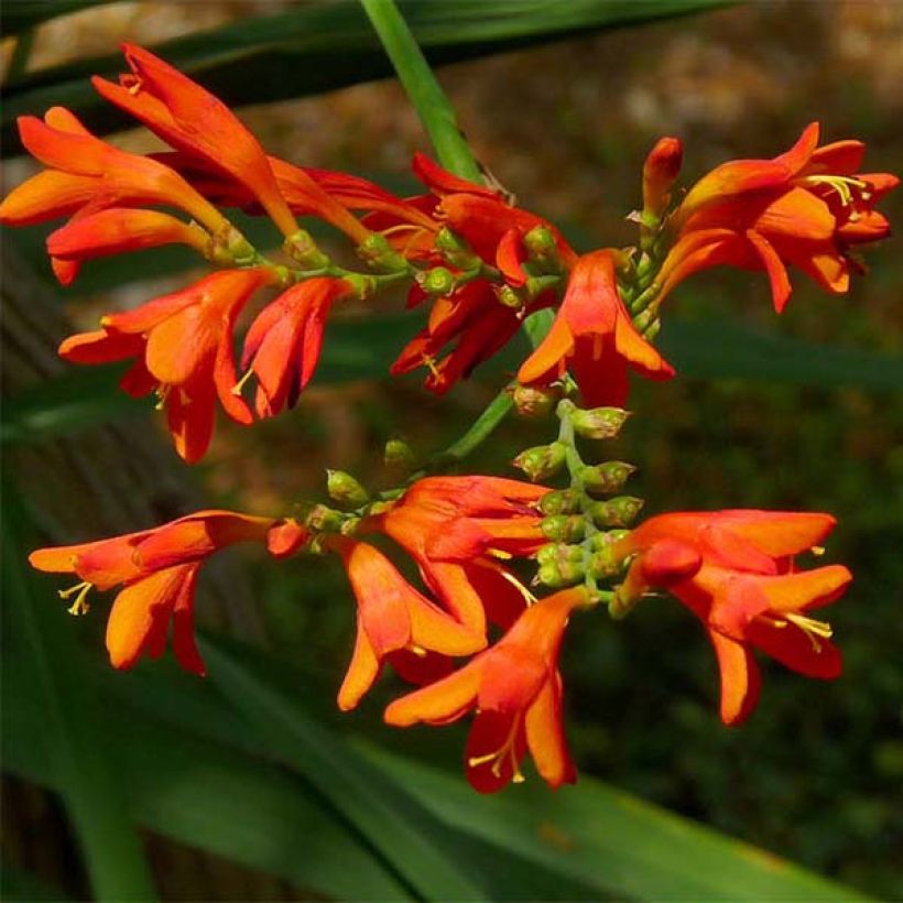 Crocosmia Météore - Montbretia  (Flowering)