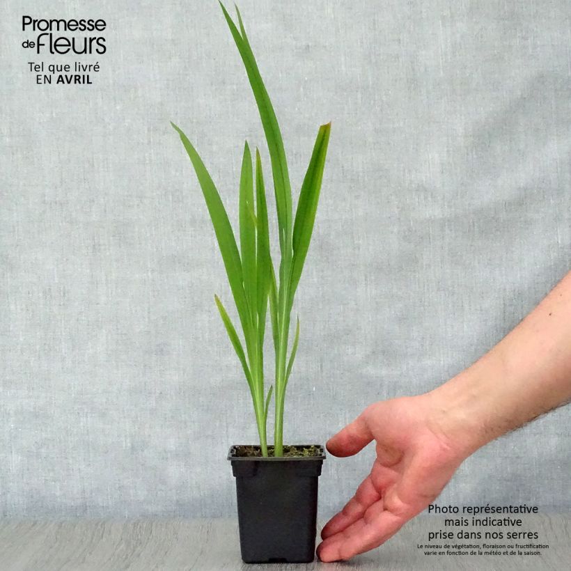 Example of Crocosmia Météore - Montbretia  Godet de 7/8 cm, Godet de 8 cm as you get in printemps