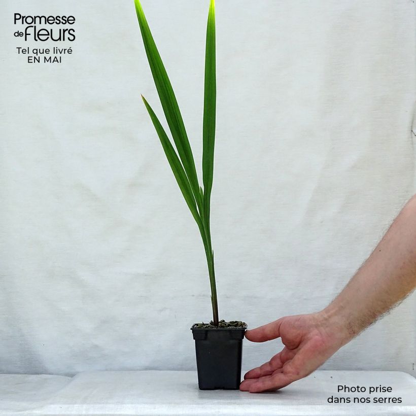 Spécimen de Crocosmia Mistral - Montbretia Godet de 7/8 cm tel que livré au printemps