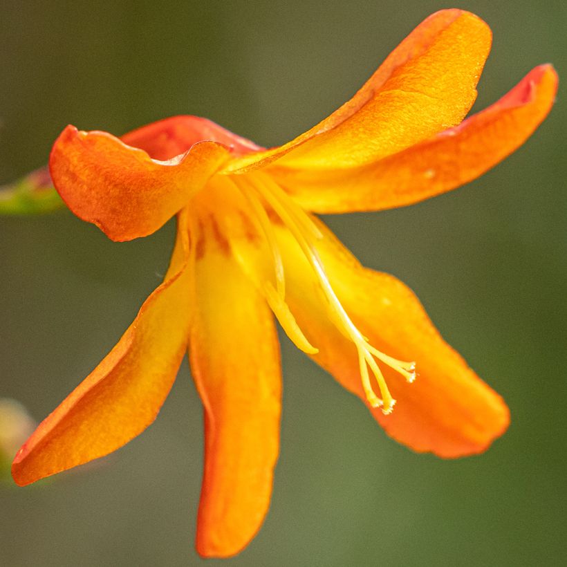 Crocosmia hybride Star of the East - Montbretia (Flowering)