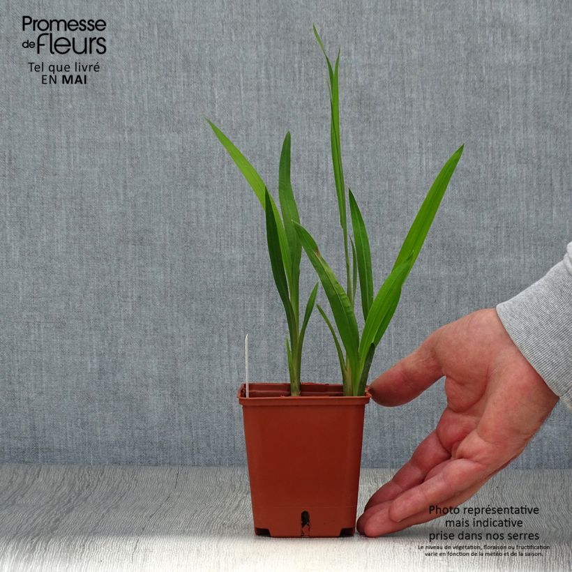 Example of Crocosmia hybride Star of the East - Montbretia Godet de 8/9 cm as you get in printemps