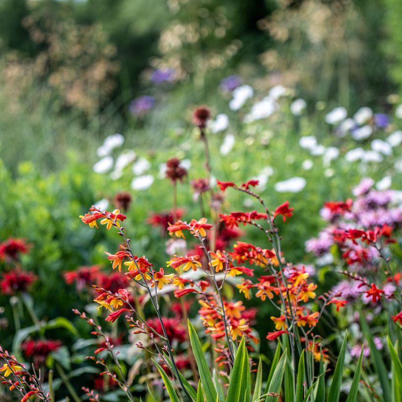 Crocosmia ou montbretia Fire King (Plant habit)