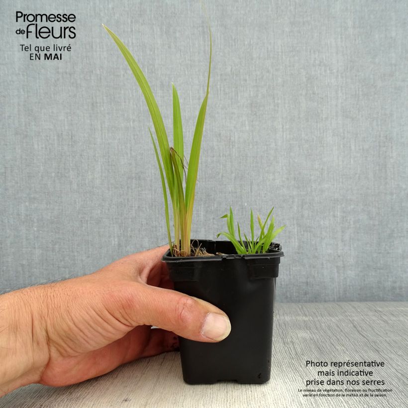 Spécimen de Crocosmia ou montbretia crocosmiflora Emily McKenzie Godet de 7/8 cm tel que livré au printemps