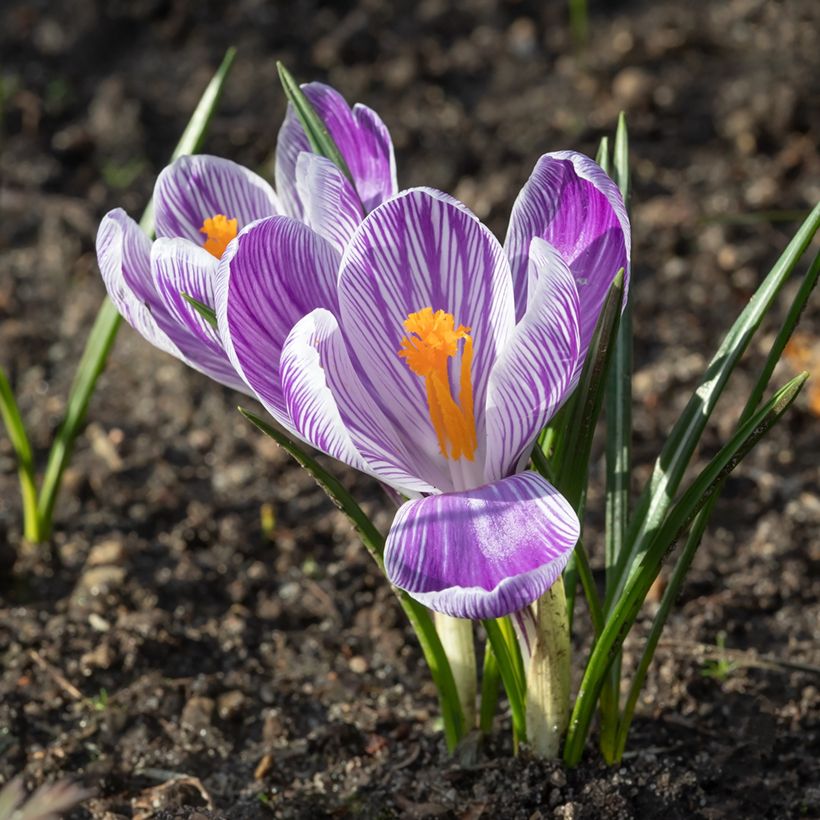 Crocus Mammouth Pickwick (Flowering)