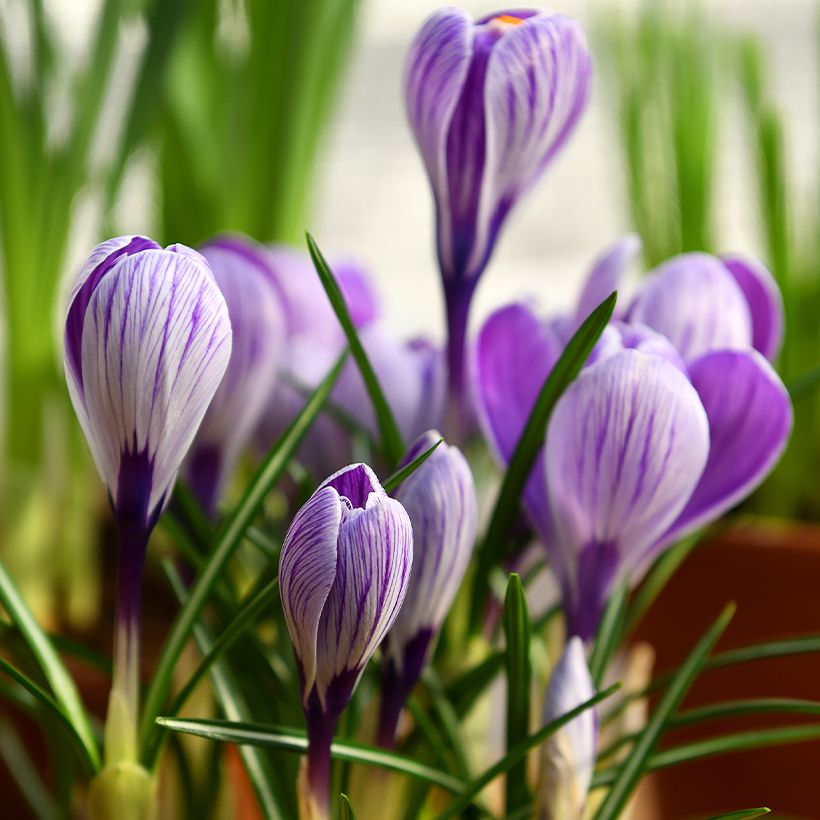 Crocus Mammouth Pickwick (Plant habit)