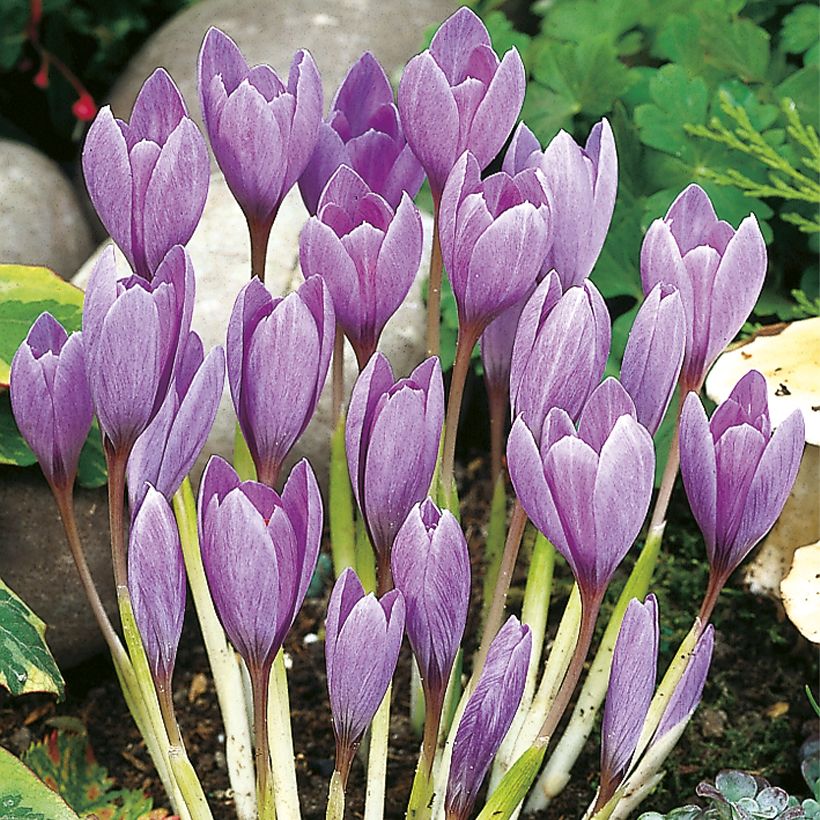 Crocus ligusticus - Crocus d'automne (Port)