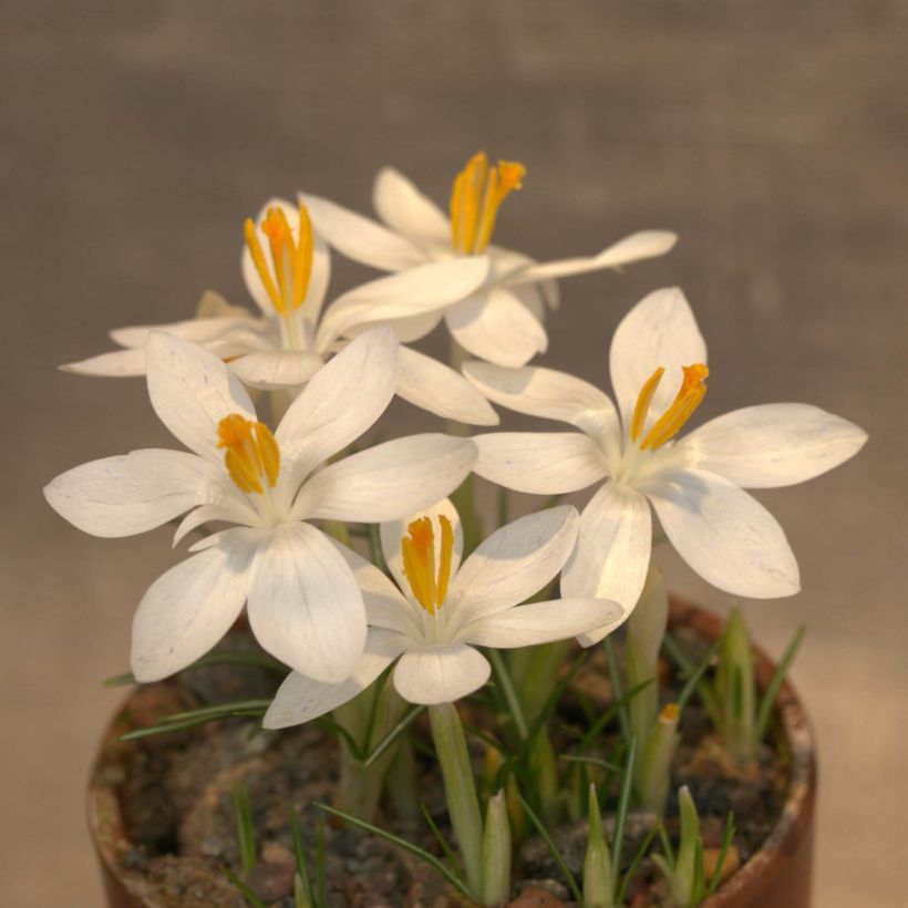Crocus tommasinianus Albus (Flowering)