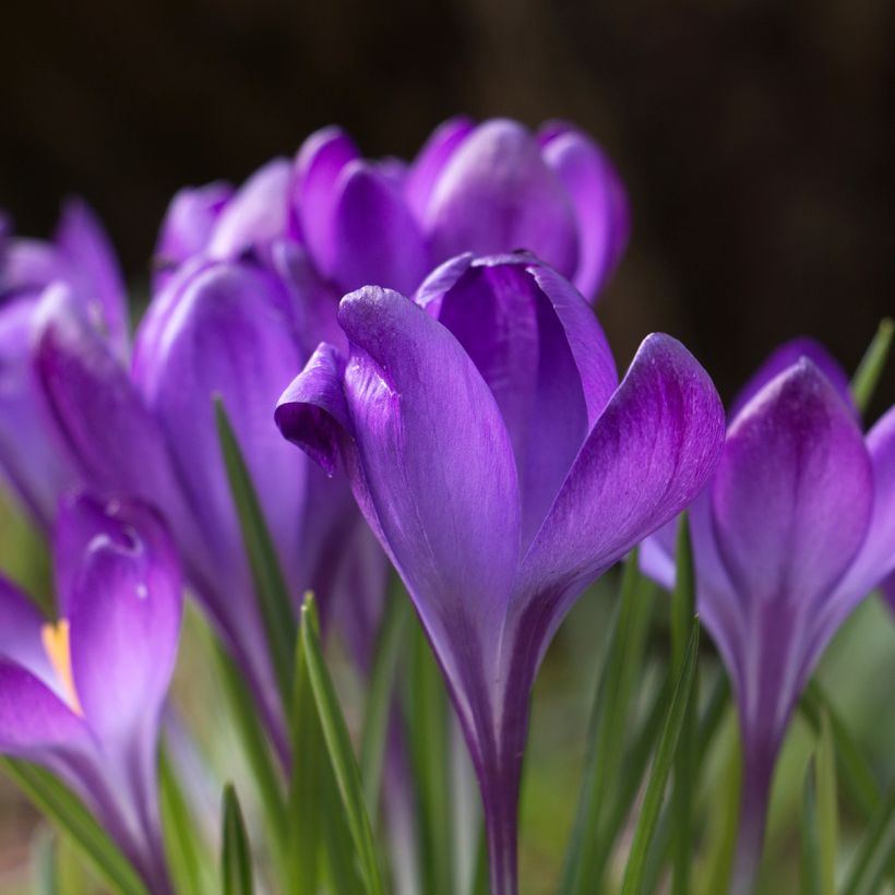 Crocus tommasinianus Blue Ocean (Flowering)