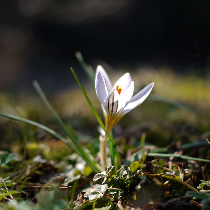 Crocus versicolor Picturatus (Port)