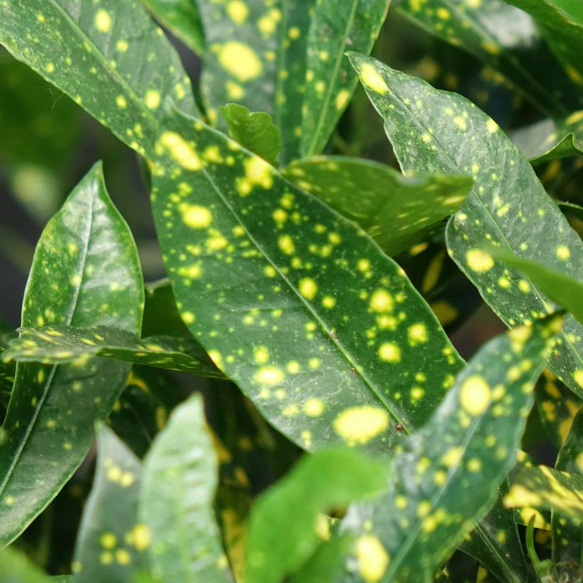 Croton Aucubaefolia - Codiaeum (Feuillage)