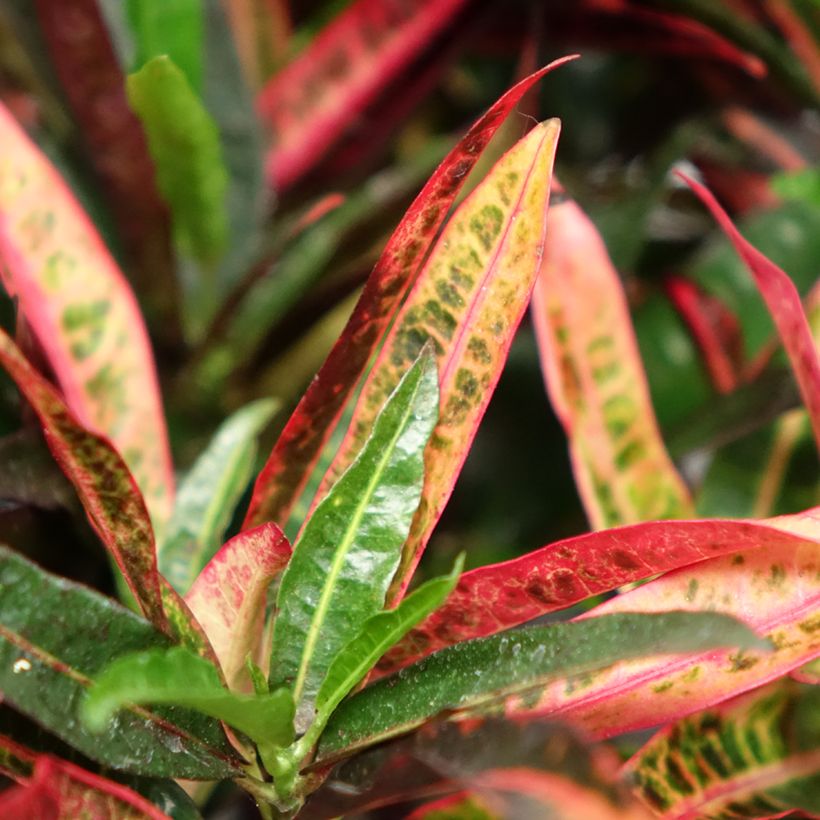 Croton variegatum Excurrens - Codiaeum (Feuillage)